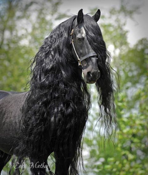 اسب های بسیار ناز و زیبا