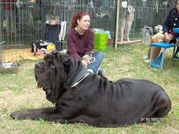 بزرگترین سگهای وحشی