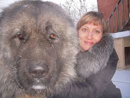 بزرگترین سگهای وحشی