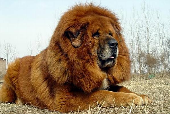 بزرگترین سگهای وحشی جهان