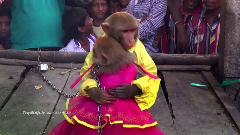 عروسی میمون ها در هند