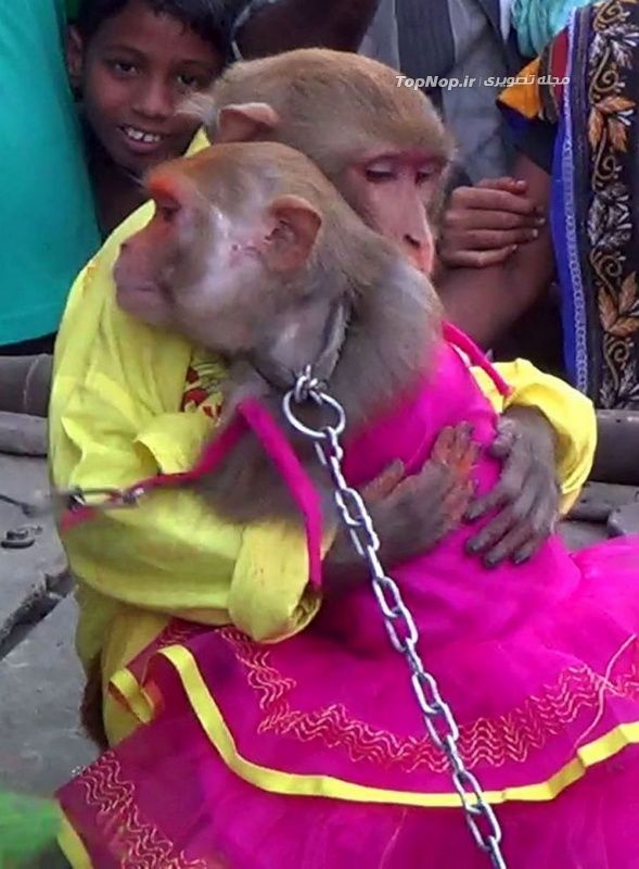 عروسی میمون ها در هند
