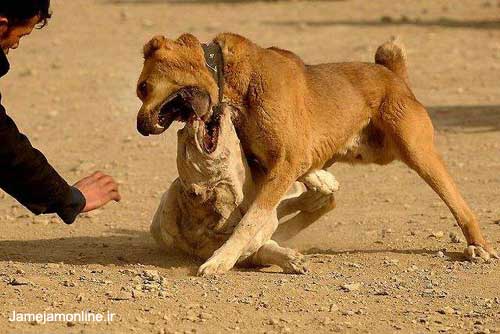 عکس سگ افقغانی