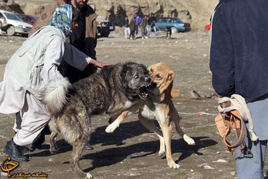 نبرد مرگبار سگهای افغانی