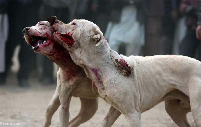 نبرد خونین سگهای افغانی