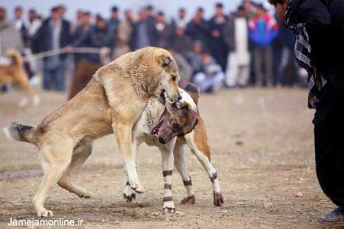 قمار جنگ سگهای افغانی