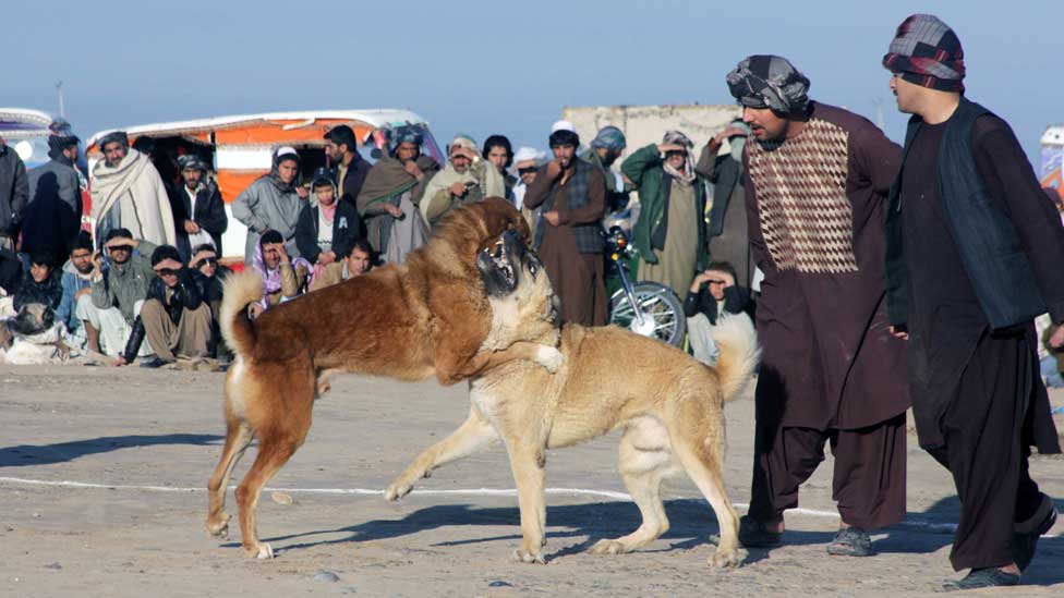 مسابقات جدال سگ ها در افغانستان