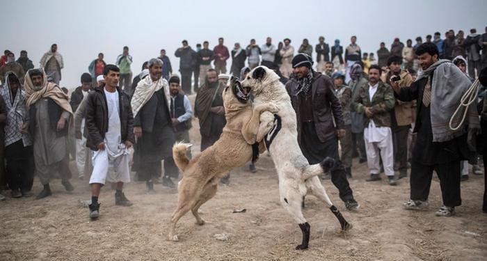 دعوا بین سگهای وحشی افغانی