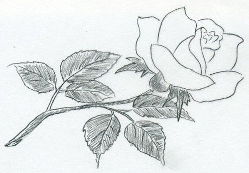 toptoop.ir عکس شاخه گل رز زیبا که نقاشی شده باشه