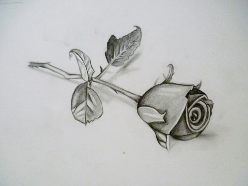 toptoop.ir نقاشی سیاه قلم از گل رز عکس