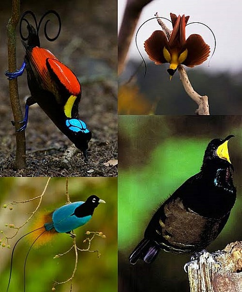 toptoop.ir تصاویر جذاب و دیدنی از چند پرنده که بهشتی هستند