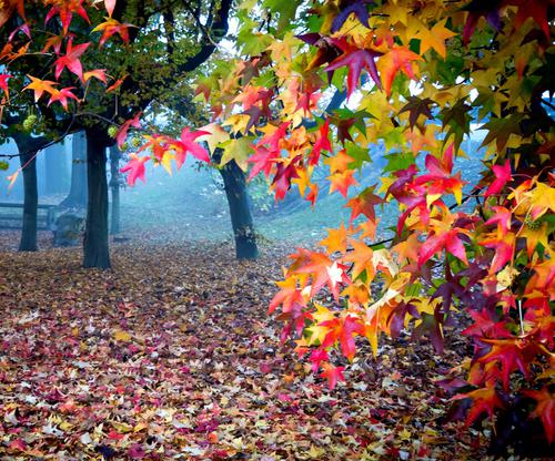 عکس های زیبا از پاییز برای پروفایل